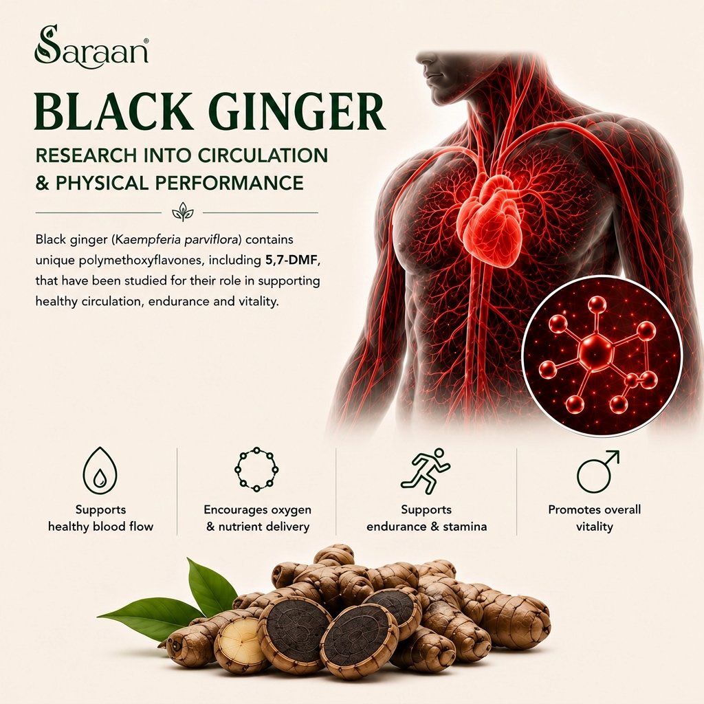 Black ginger — research into circulation and physical performance illustration